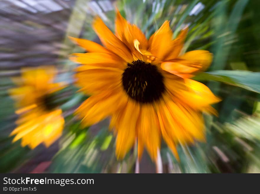 Macro close-up of sunflower with zoom effect. Macro close-up of sunflower with zoom effect