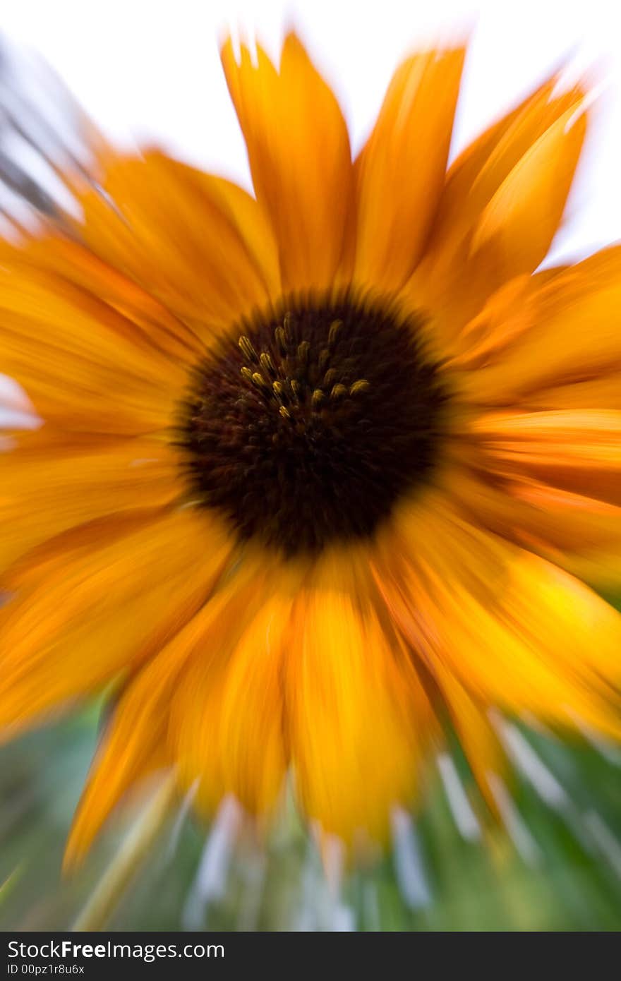 Abstract macro close-up of sunflower with zoom effect