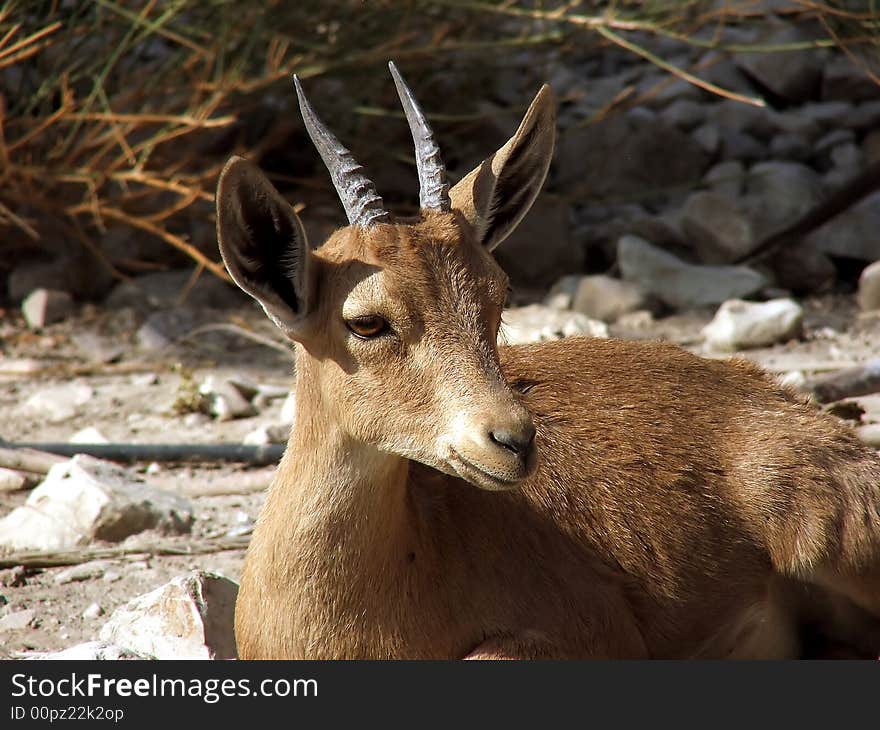 Wild young antilope laying on the sun in a decert. Wild young antilope laying on the sun in a decert.