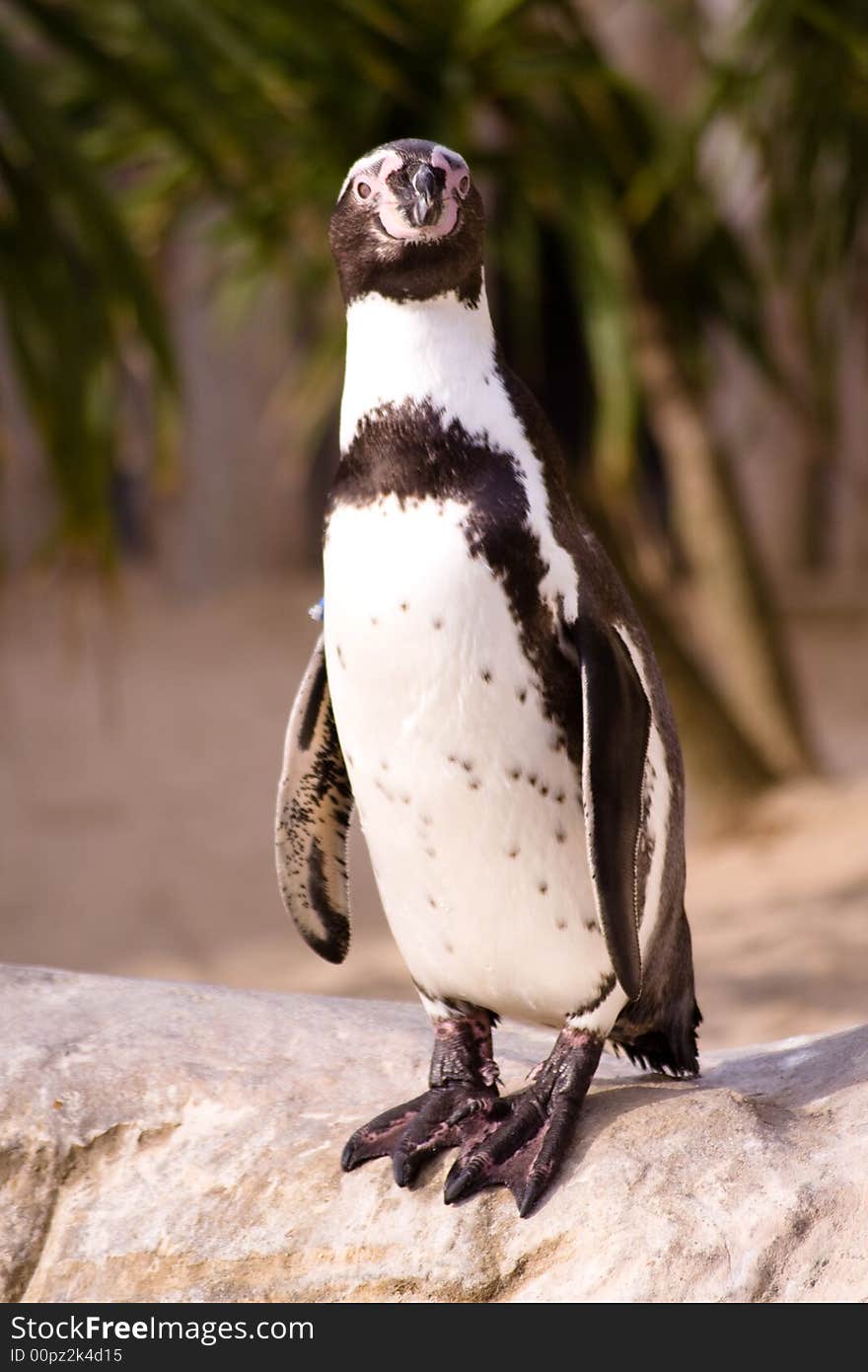 Close-up of penguin in captivity. Close-up of penguin in captivity