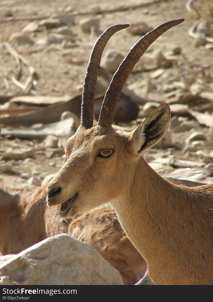 Head of wild antelope on stone desert background.