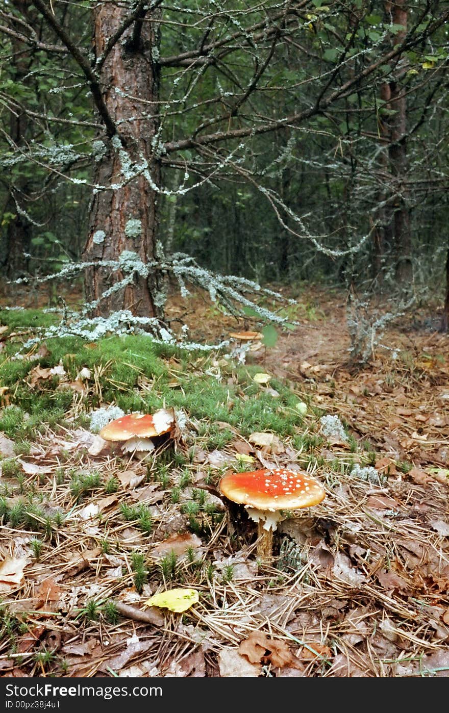 Mushrooms in Forest