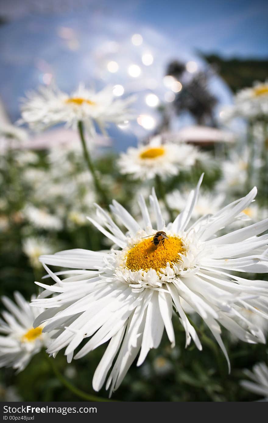 Macro close-up of a bee sitting on a white and yellow flower. Macro close-up of a bee sitting on a white and yellow flower