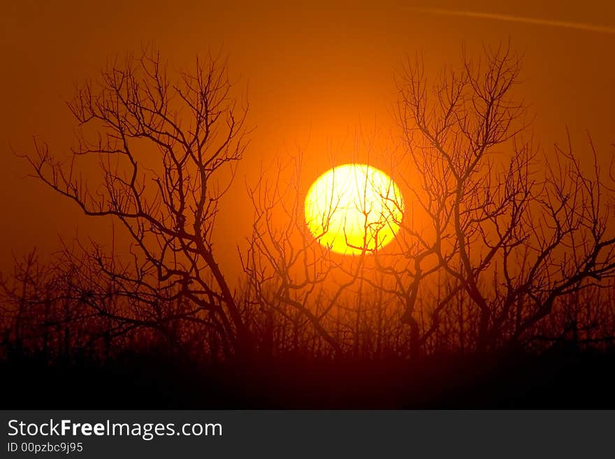 Sunrise over tree branches