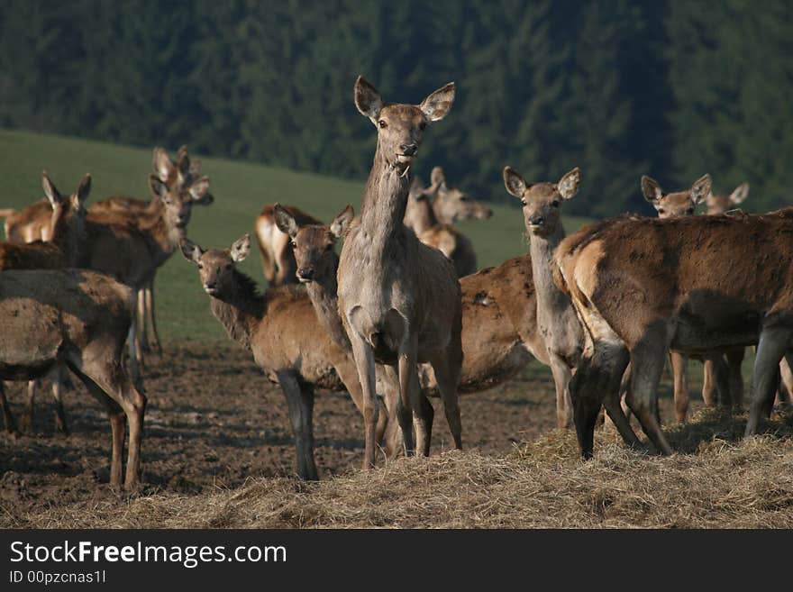 Group of stags in the ardennen in belgium