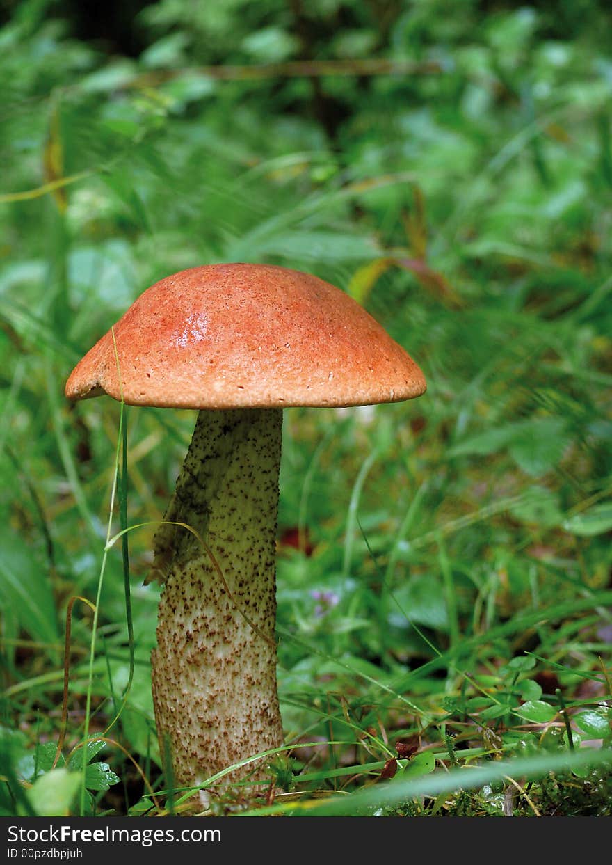 Aspen mushroom in an autumn wood.