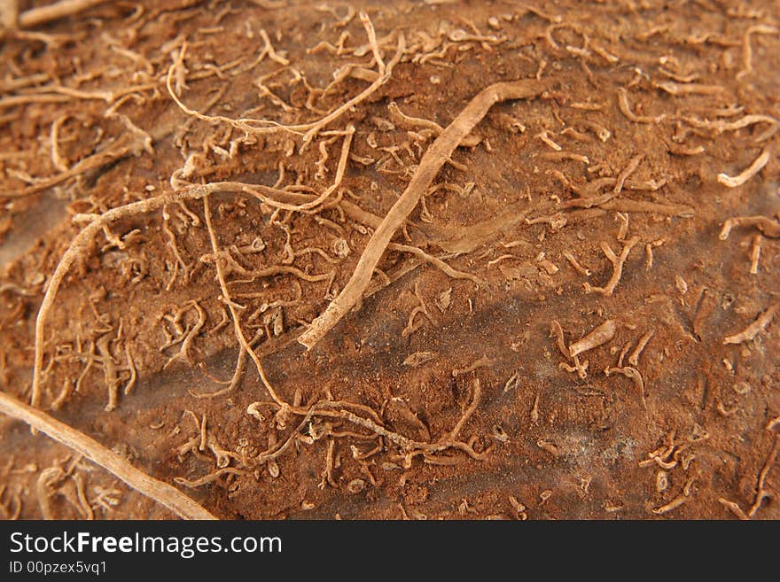 Coconut macro background