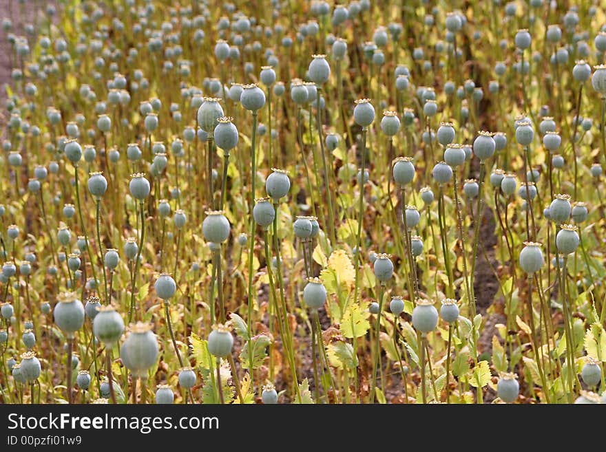 A field of poppy seed heads. A field of poppy seed heads