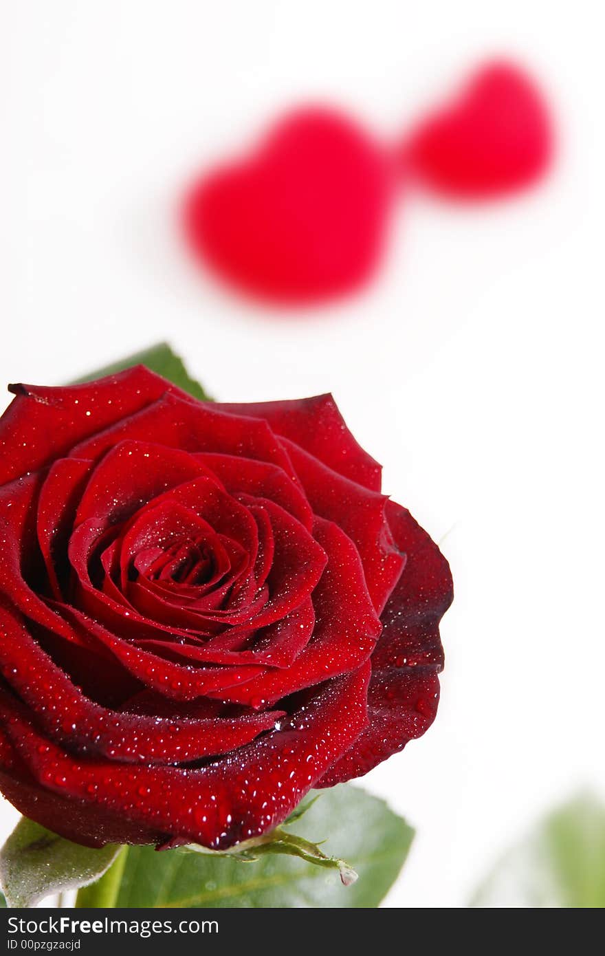 Single red rose on a white background with hearts. Single red rose on a white background with hearts