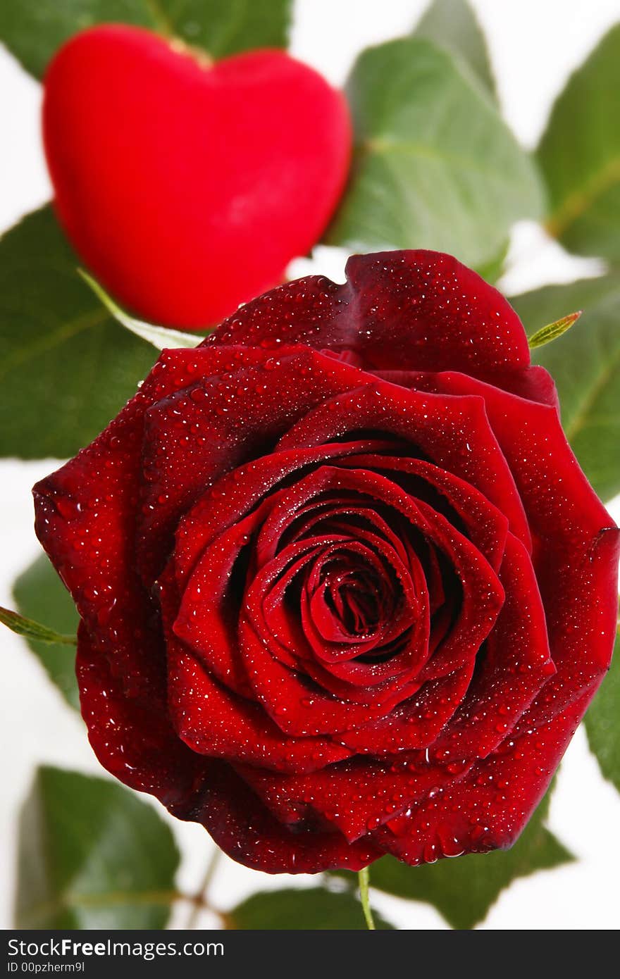 Single red rose on a white-green background with heart. Single red rose on a white-green background with heart