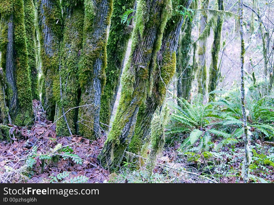 A cluster of moss covered trees in the Northwest U.S.