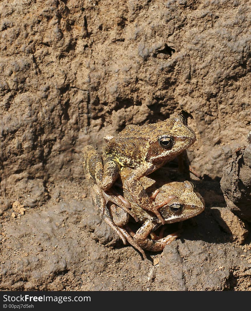 Pair frog in damp clay pit