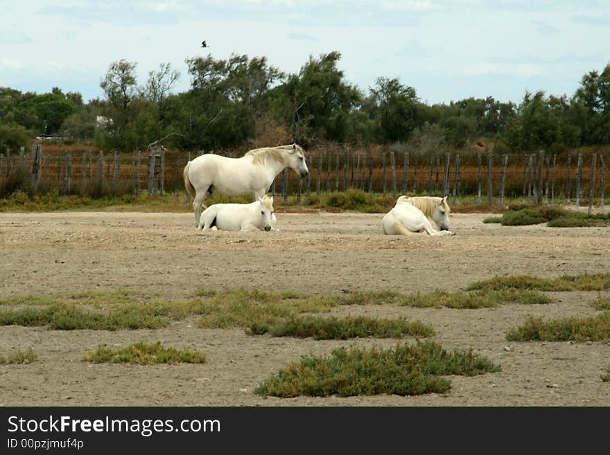 Horses in the camargue