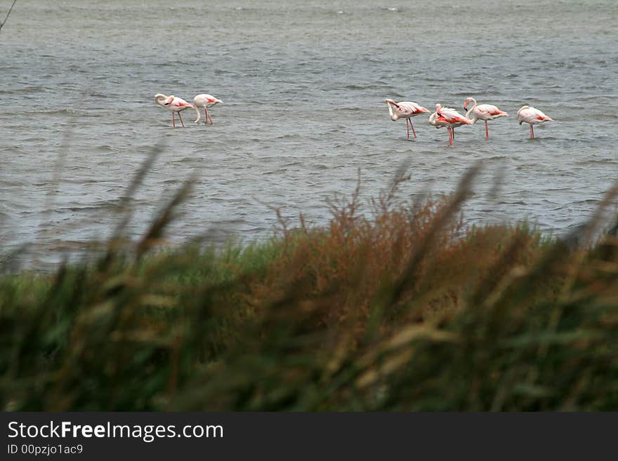 Flamingo's in the water in the camargue