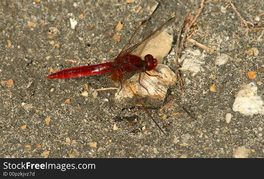 Big red dragonfly in close-up