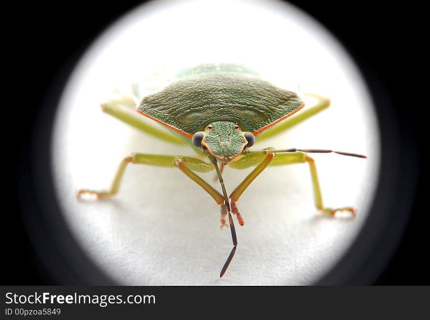 A stink bug poses for a picture (macrospur 1:1)