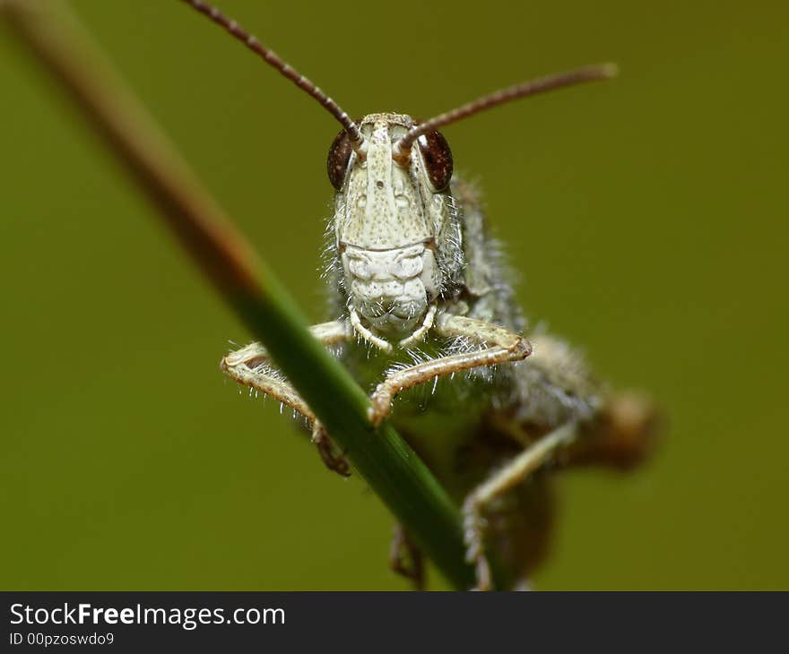 Grasshopper