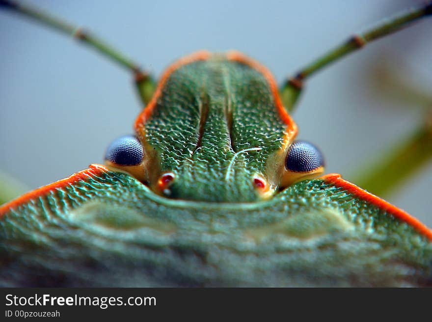 A stink bug poses for a picture (macrospur 6:1 ratio)