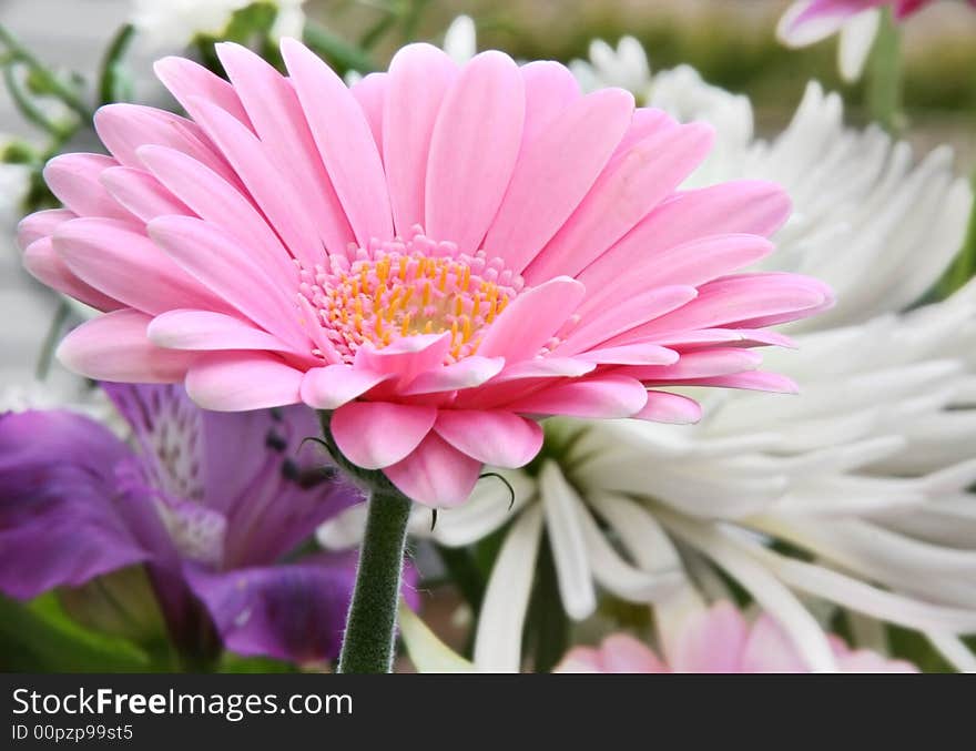 Pink Chrysanthemum in the garden. Pink Chrysanthemum in the garden.