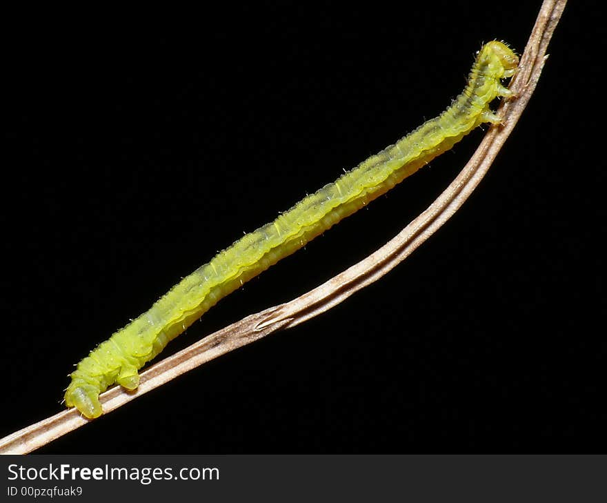 Stretching caterpillar