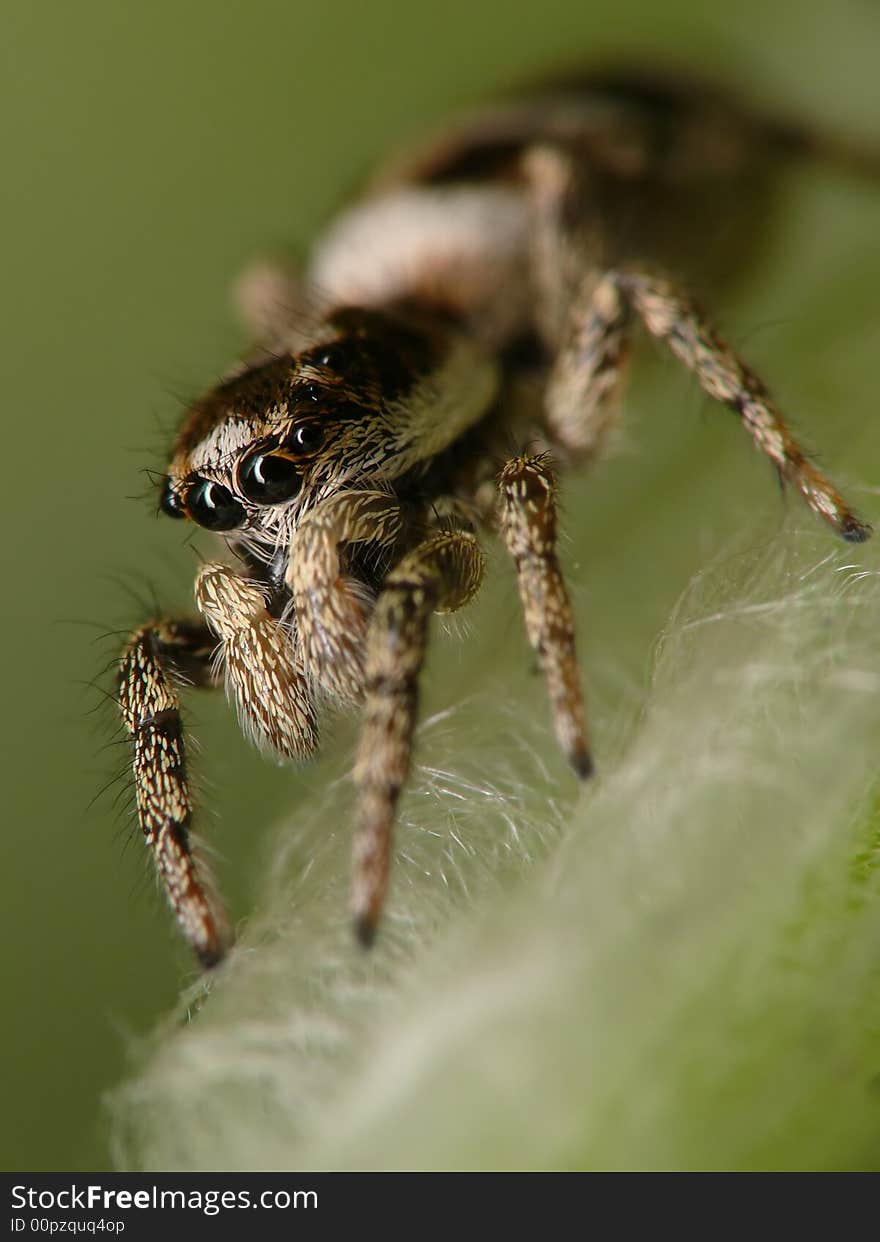 Close-up Jump Spider