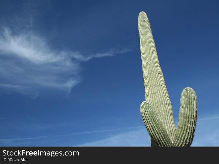 Saguaro Cactus against blue sky