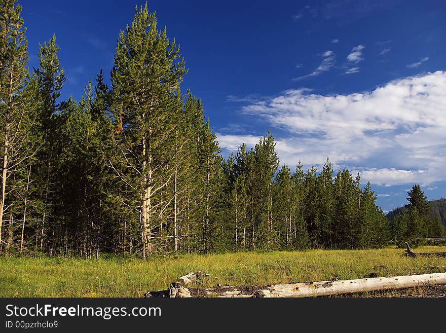 Forest in yellowstone