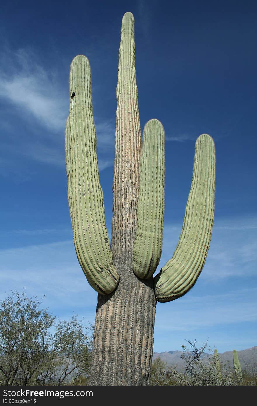 Saguaro Cactus at Arizona Desert