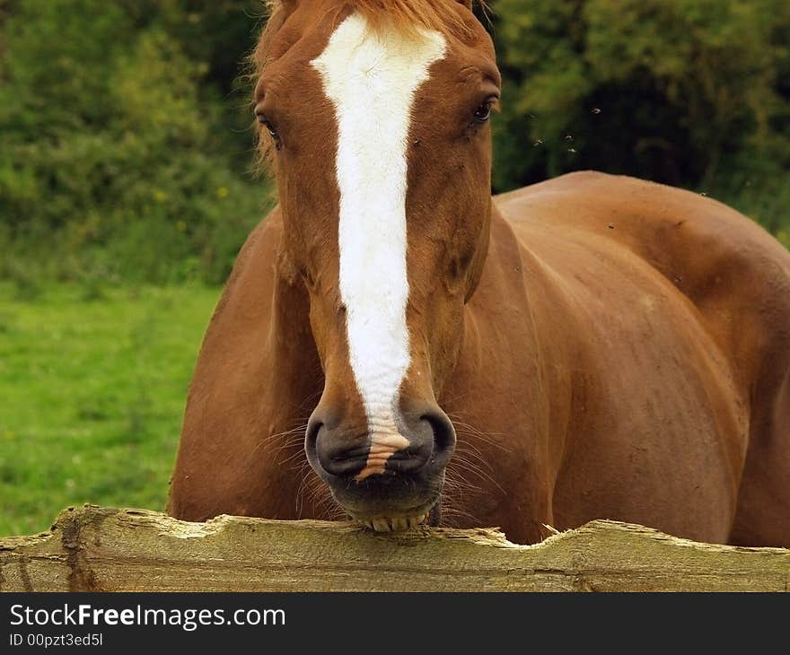 Horse Eating Fence