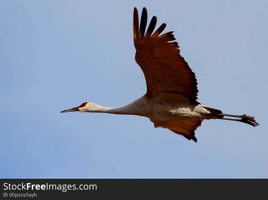 Sandhill Crane In Flight