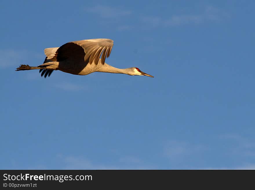 Flight of the sandhill crane