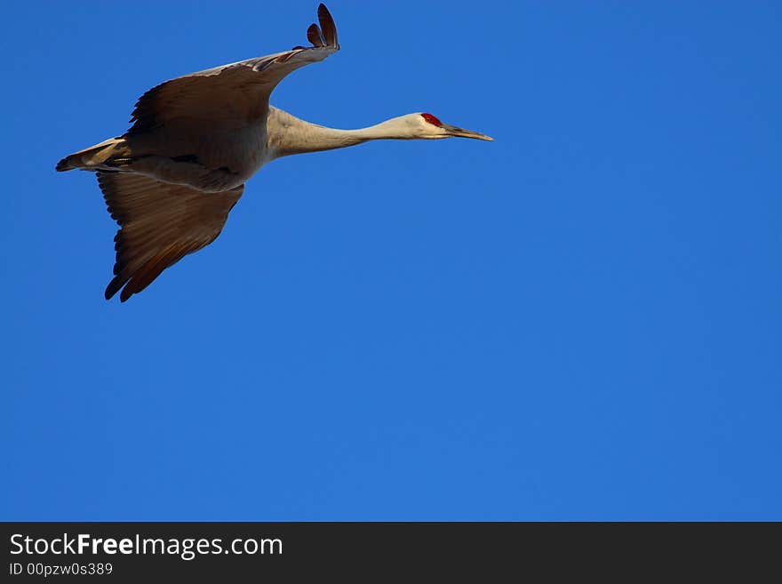 Sandhill crane and blue sky