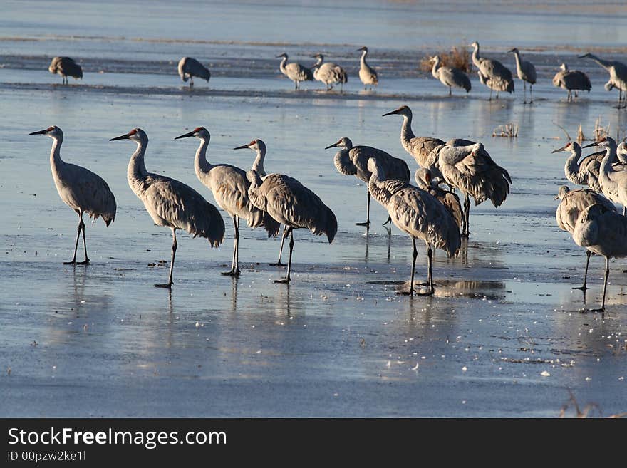 Sandhill cranes at sunrise