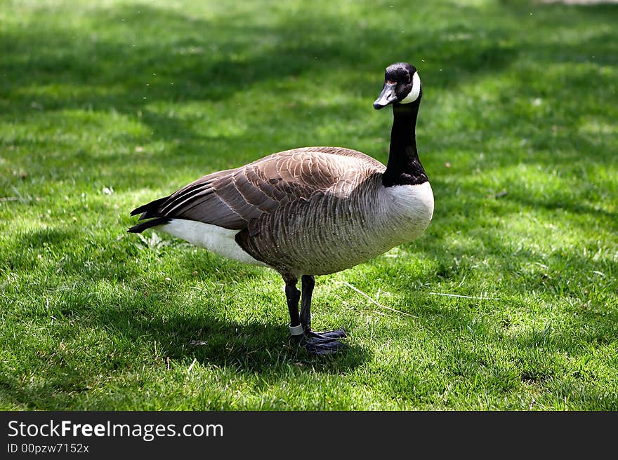 Grey goose in the park