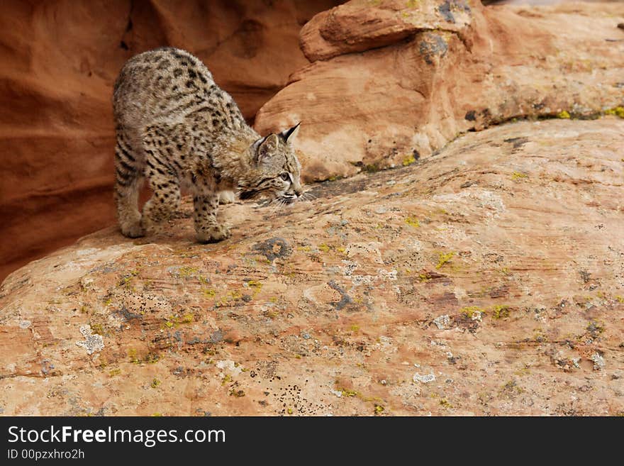 Bobcat stalking on lichen covered red sandstone ledge. Bobcat stalking on lichen covered red sandstone ledge