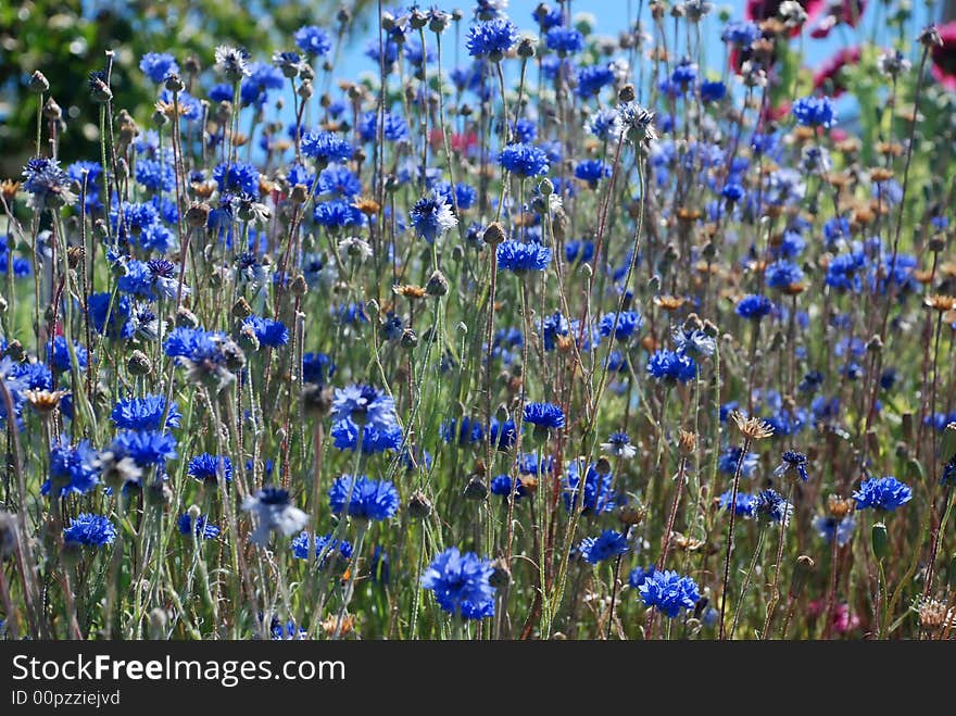 Blue flowers in a field of blue