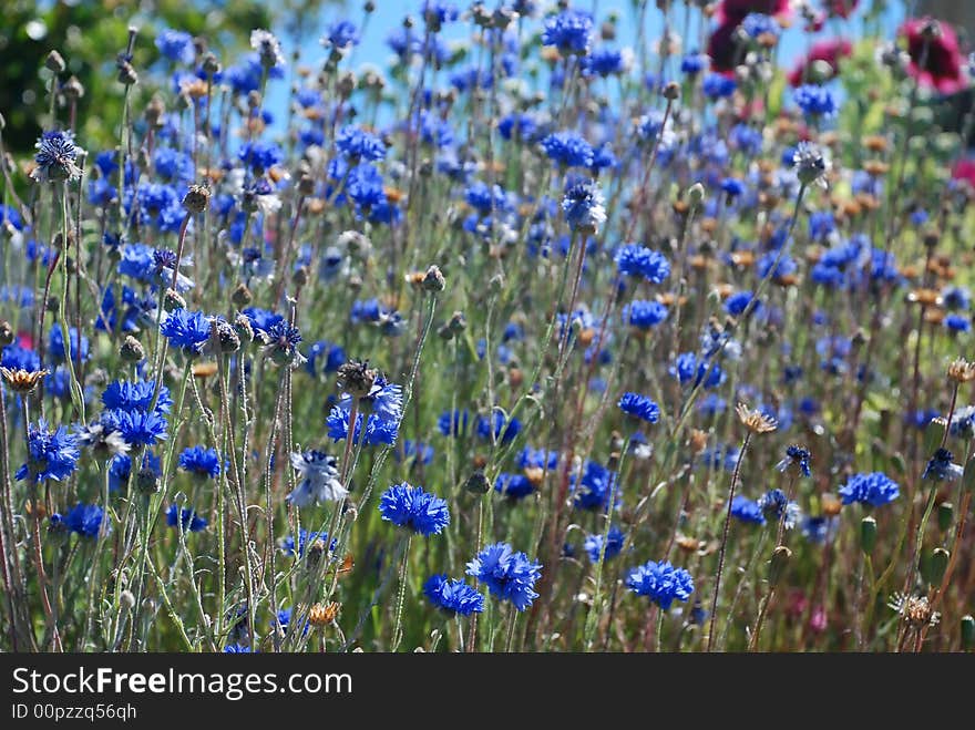 Blue flowers in a field of blue