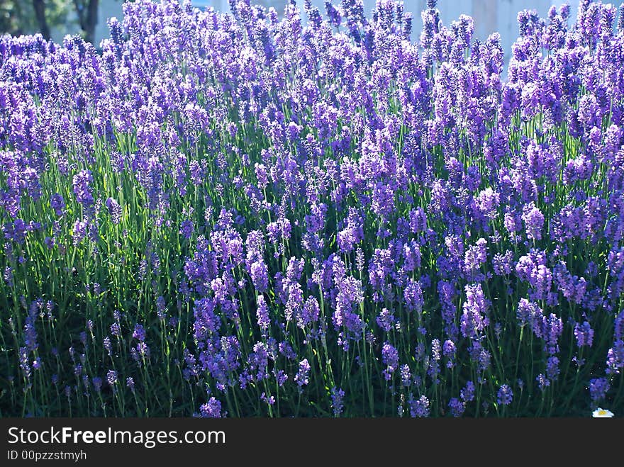 Blue flowers in a field of blue