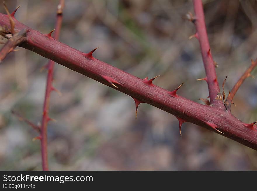 Good look  winter raspberry-cane texture and thorn