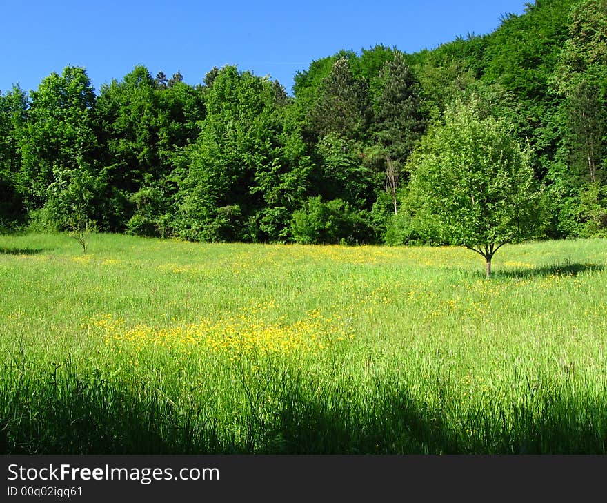 Tree in a field