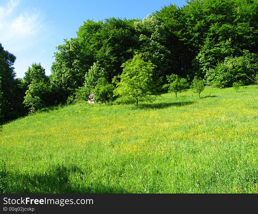 Nature outside field sunlight yellow flowers blue sky. Nature outside field sunlight yellow flowers blue sky