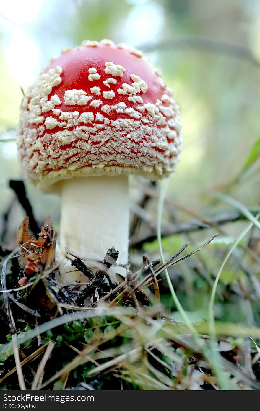 Extreme closeup of fly agaric mashroom. Extreme closeup of fly agaric mashroom