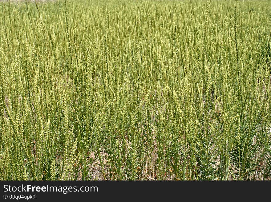 A fiel of green grass in spring