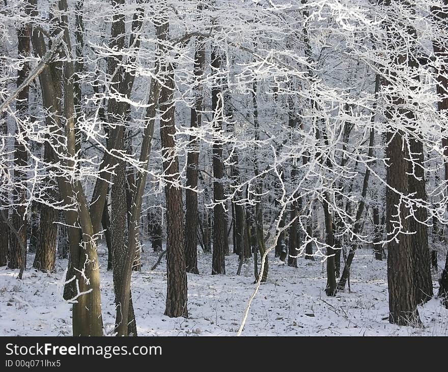 Winter forest with frosted tree branches over blue sky background