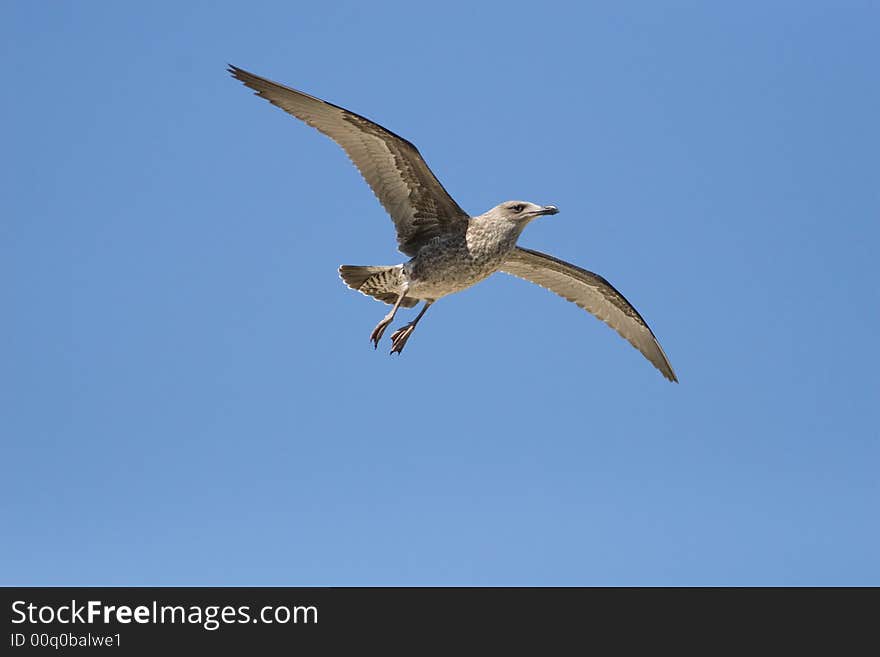 Kelp Gull