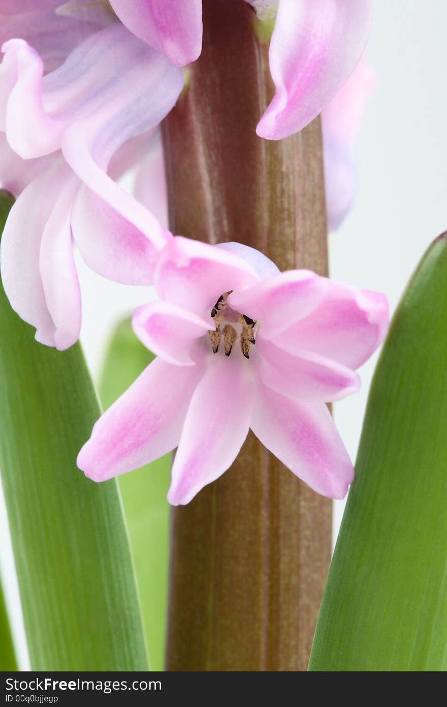 Detail of  beautiful pink hyacinth. Detail of  beautiful pink hyacinth