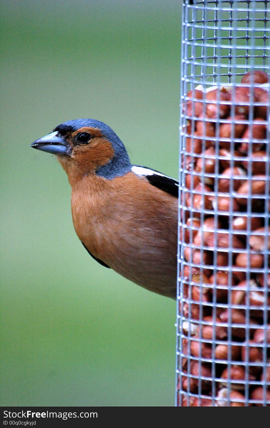 Male Chaffinch