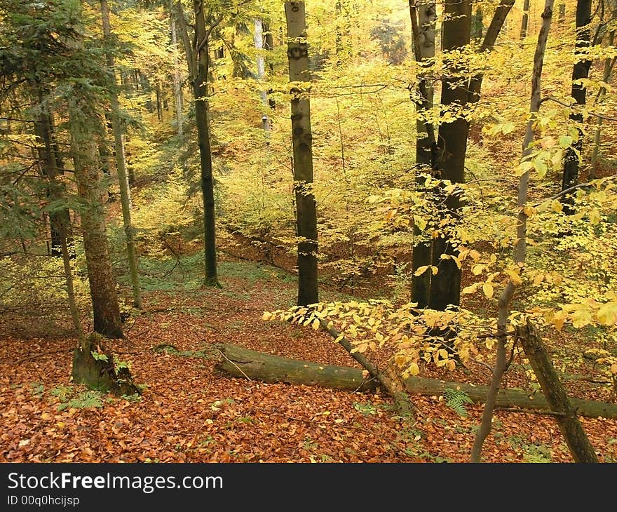 Golden autumn forest in sunlight