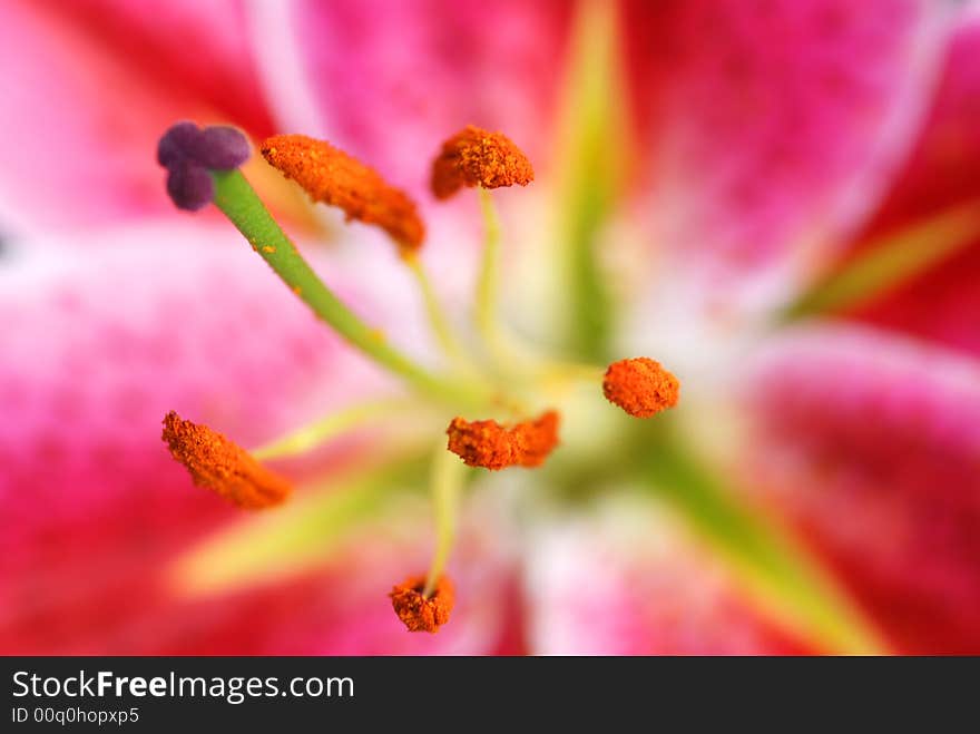 Beautiful lily,red petals and slim pistils,look like a dream. Beautiful lily,red petals and slim pistils,look like a dream