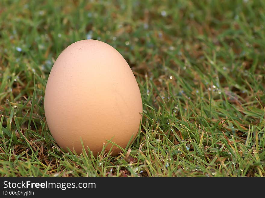 Eggs found in a green garden